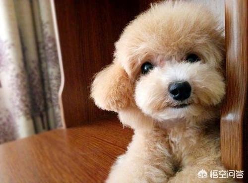 贵宾犬的图片:贵宾犬口臭是溃疡吗,贵宾犬溃疡才会口臭吗？