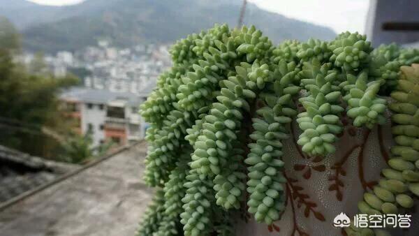 翡翠景天多肉图片:大家都发一张让你入坑多肉的美图吧？