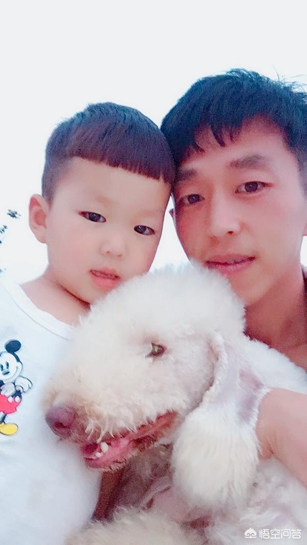 家庭护卫犬训练:城市家庭养犬是否应该训练教育？