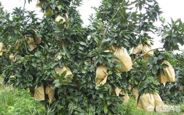 鸟网首页:种植果树如何对鸟类防护？
