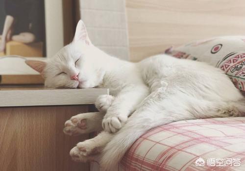 母猫绝育:母猫绝育要做什么准备，母猫绝育要疼几天？
