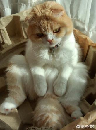 打小猫打哪里:惩罚猫咪时，有哪些错误不能犯？