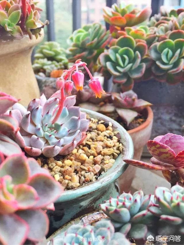 头条问答 黑爪的花芽能扦插么 3个回答