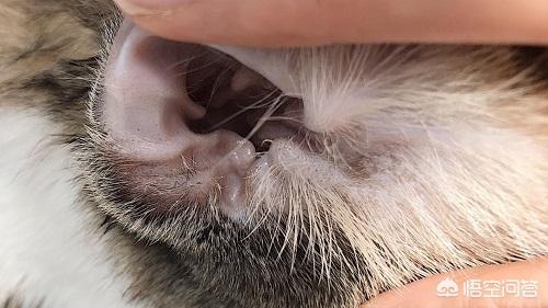 猫耳螨对人有什么症状:猫耳朵脏和耳螨的区别是什么？