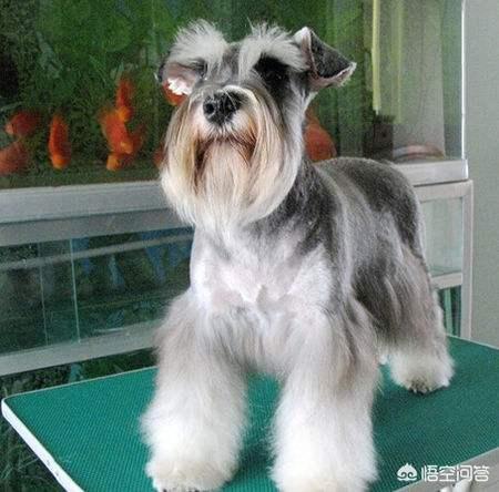 白色雪纳瑞犬小时候:雪纳瑞幼犬的毛色如何鉴别？