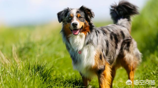 沈阳边境牧羊犬吧:怎样教边境牧羊犬定点大小便？