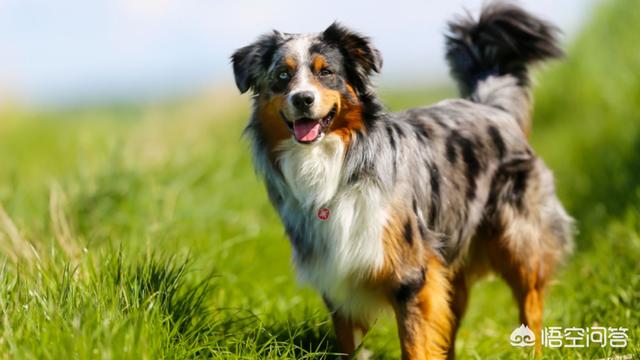 如何训练边境牧羊犬才能使它更优秀:怎样教边境牧羊犬定点大小便？