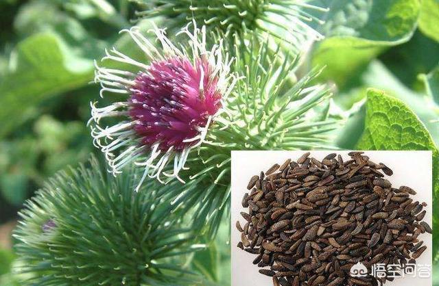 有一种植物叫做“牛蒡子”,农村人经常用来炖肉吃,据说可以补身体,是真的吗？
