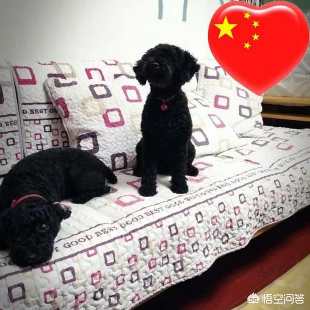 博美犬吃什么:喂博美喝温水好还是自然水好呢？除了狗粮，还能给博美吃些什么？