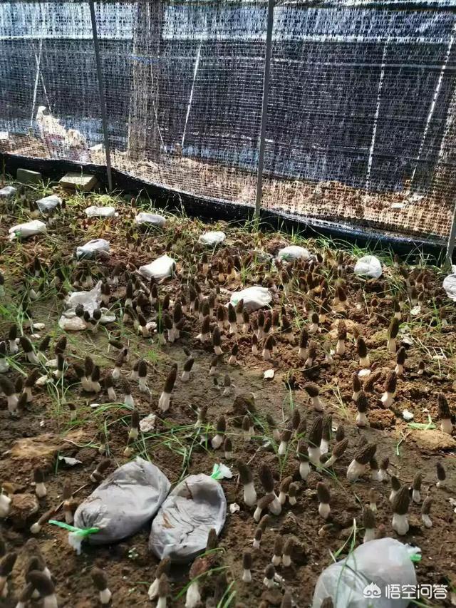 羊肚菌哪里可以种植,投资多少合适？