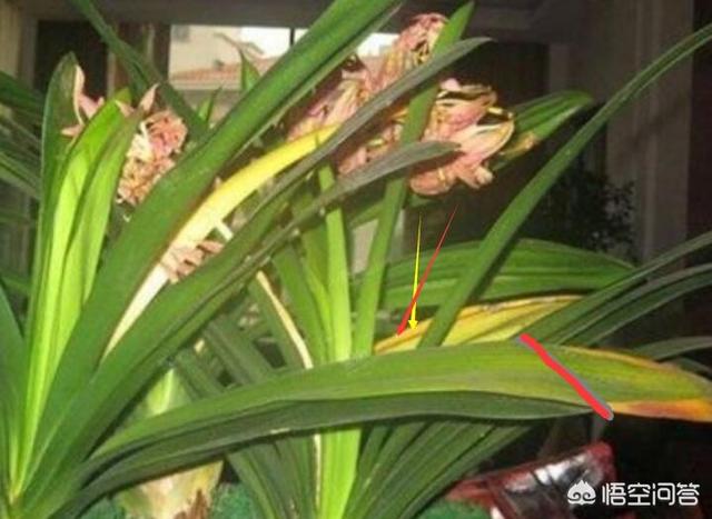 君子兰叶子发黄图片:君子兰叶面被日光照射成干黄，要怎样解决这个问题？