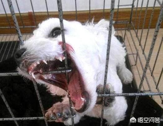 博美犬性格博美聪明吗:家里养只博美犬是怎么样的感觉？