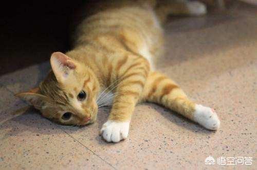 猫藓患处可以用双氧水消毒吗:金渐层得了猫癣能不能洗澡，金渐层猫癣期间洗澡好吗？