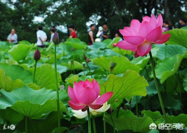 谁能写几首关于花的诗词？