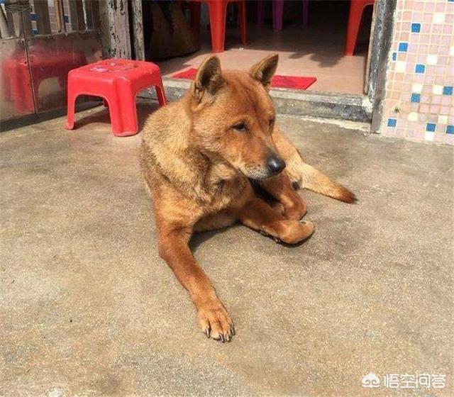 奥达猎犬挑选:在农村，如何挑选一只好的土狗养？