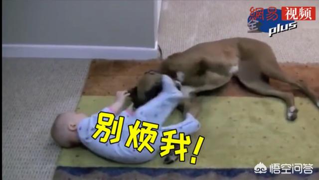 小男孩和小狗狗图片:可以让狗狗和小朋友一起玩吗？要注意什么？
