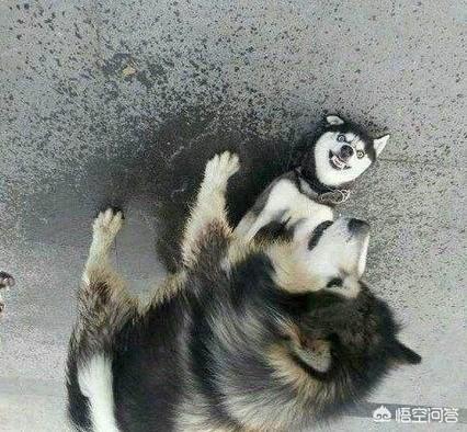 哈士奇图片搞笑:二哈有哪些搞笑的图片表情？