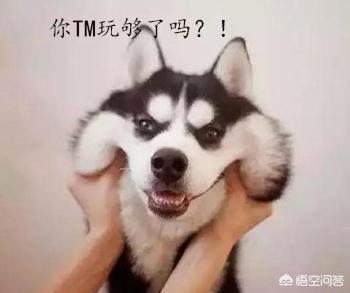 哈士奇图片搞笑:二哈有哪些搞笑的图片表情？
