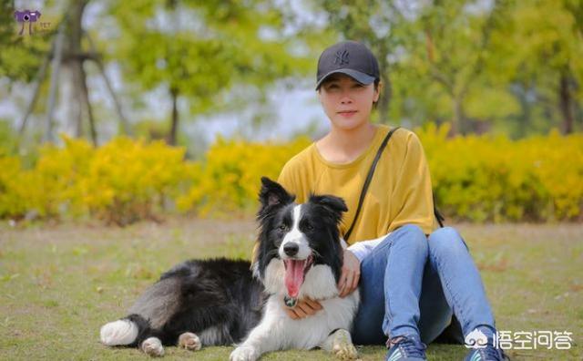 边境牧羊犬视频播放:边境牧羊犬最讨厌主人做哪些事？