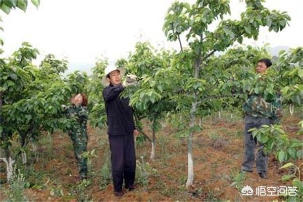 云南娃娃鱼种苗:在湖南、广西、贵州、四川、云南地区，目前种植什么果树好？