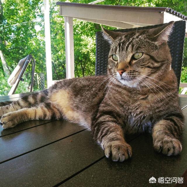 德文卷毛猫的缺点:白色德文卷毛猫缺点 第一次养猫，哪种猫比较合适？