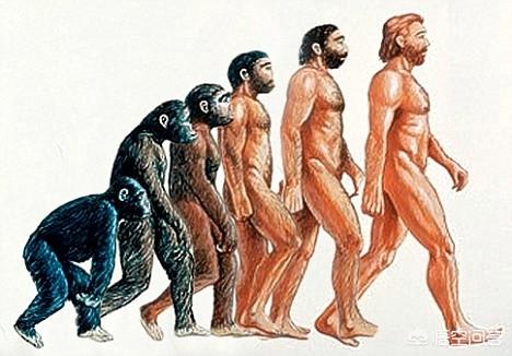 建国后不许成精的真相，大猩猩为什么不再往人类的方向进化