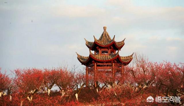 说出一种你喜欢的花,哪句诗词最能体现它的品质或者风貌？