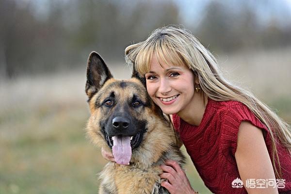 德牧是最好的护卫犬:德牧是顶级的护卫犬吗 我国智商最高的狼犬是哪一种？为什么？
