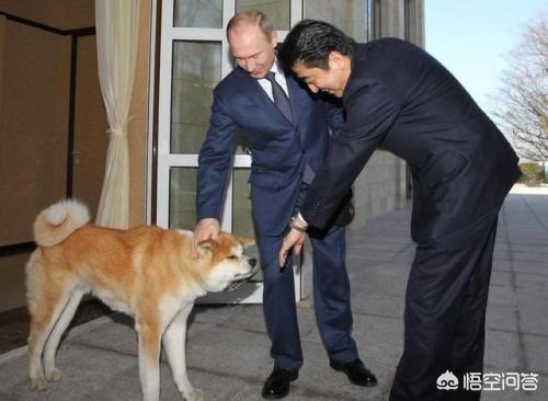 安倍送普京秋田犬价格:安倍晋三突然辞去首相职务，为啥好多人都在夸赞他？