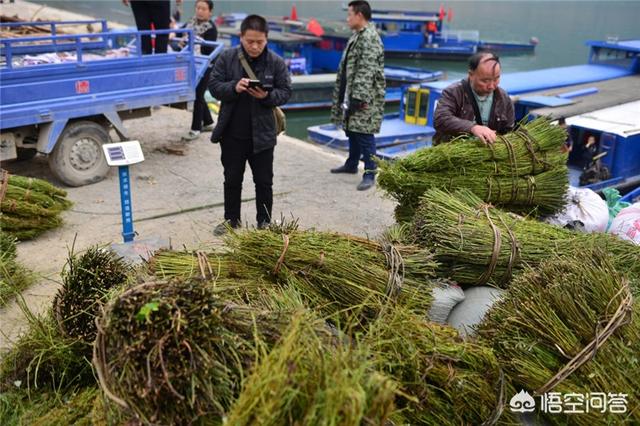 种什么草药好？简单容易收？容易种植？前景比较好收购量大的？