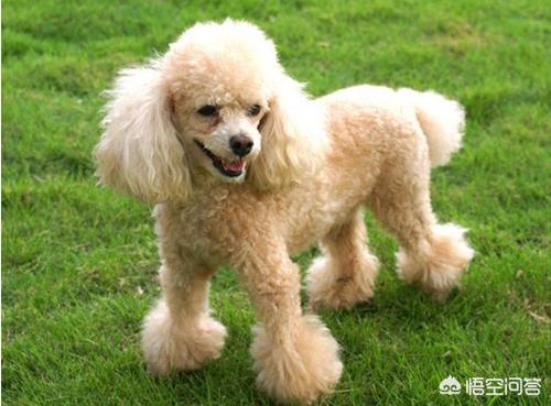 巨贵犬:巨贵犬到处掉毛怎么办，巨贵犬掉很多毛吃什么？