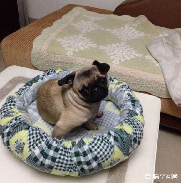幼犬巴哥犬好养吗:巴哥犬爱干净，又友善，为什么养的人还是那么少？