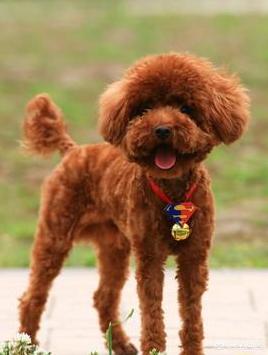 灰色泰迪犬怎么养:养泰迪犬每天都要做什么？