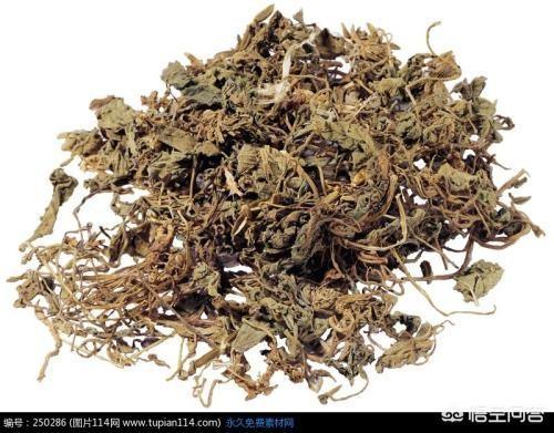 头条问答 - 大蓟与漏芦的区别有哪些?(1个回答)