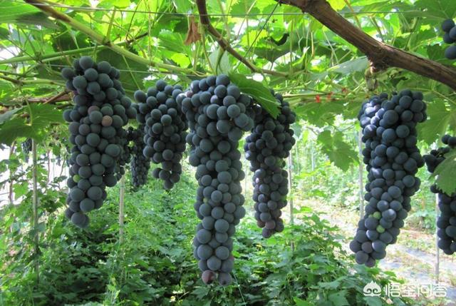 夏黑葡萄种植技术大全那里有:夏黑葡萄拉穗什么时候好？