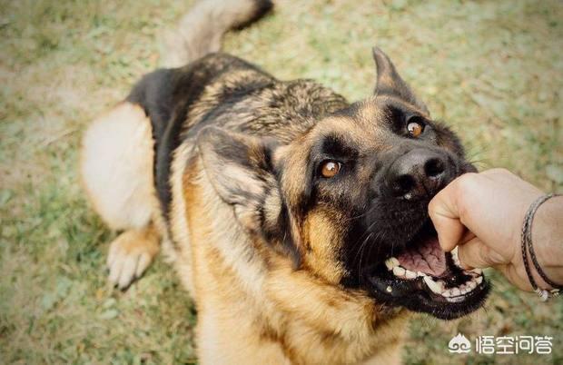 老人被狗咬死:打死金毛犬被刑拘，冤不冤？狗主人称喂了进口牛奶，成本30万？