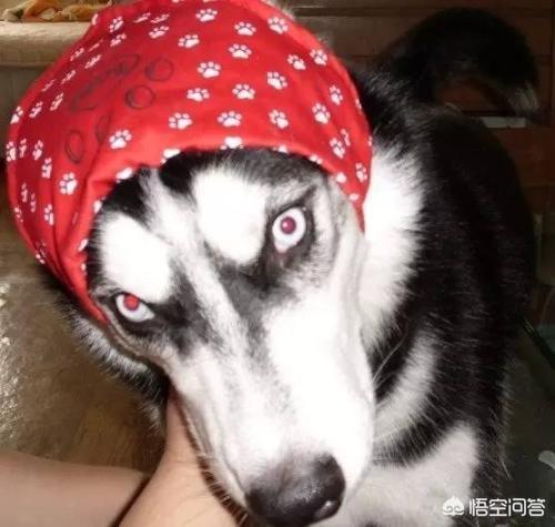 狗喝水的表情:狗喝水的表情包 哈士奇尿需要多喝水排尿吗？