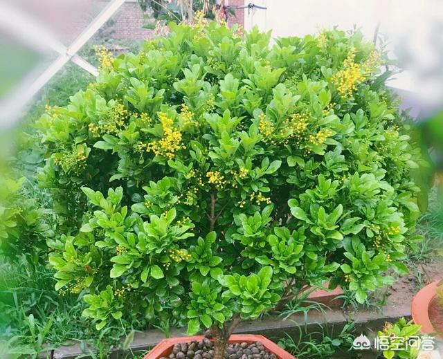 米兰花脱土:我买了盆米兰，想换盆，可是土特别硬，是否保留硬土？