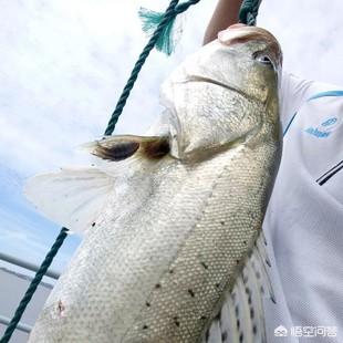 海里捉的小虾吃什么:海钓鲈鱼为什么鱼很多只吃海里的小鱼虾而不吃钩上的饵？