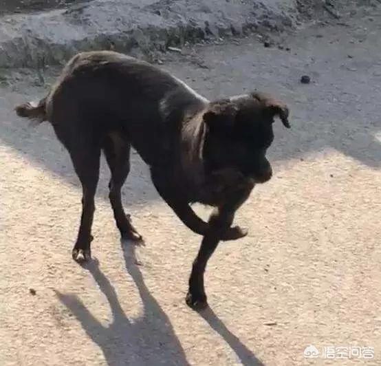 拉布拉多幼犬怎么补钙:怎样给五个月的拉布拉多犬补钙？