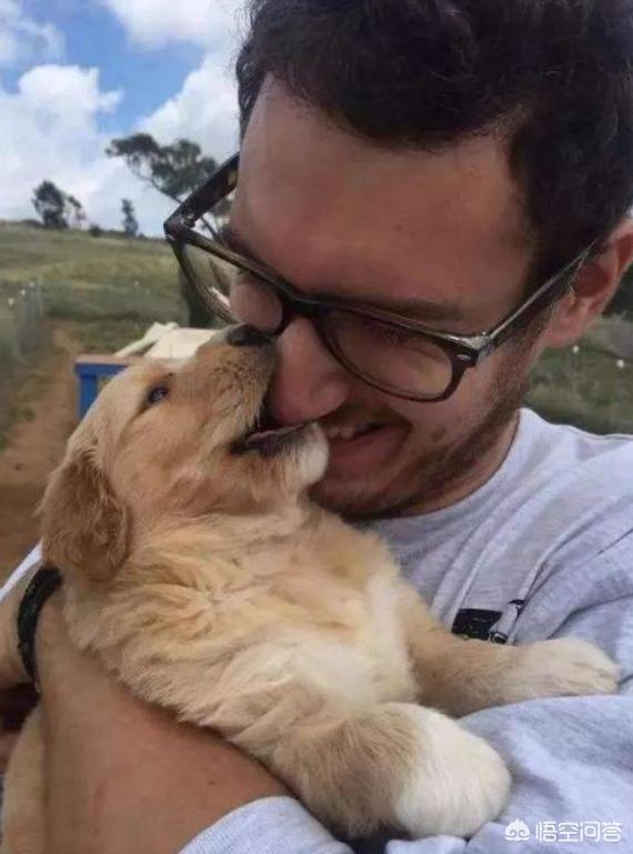 狗狗什么时候开始认主？插图10