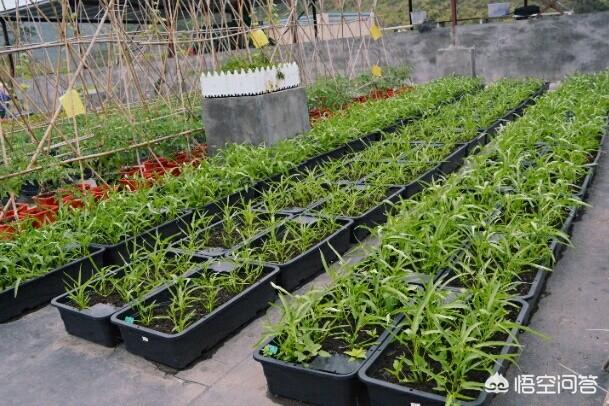野菜真假马齿苋图片:野菜马齿苋功效与作用和图片 为什么有些人家在屋顶上种菜？