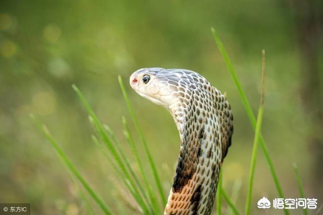 海蛇图片:裂颊海蛇图片 农村老人常说喜欢在坟地出没的都是毒蛇，这是真的吗？