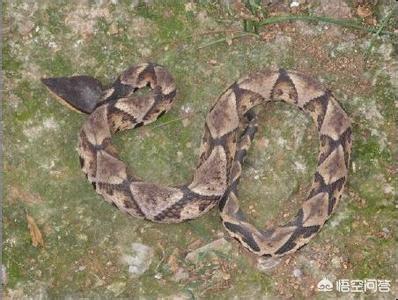 尖吻蝮蛇 蛇毒:毒蛇毒蛇，为什么有的蛇有毒？蛇毒是怎么来的？
