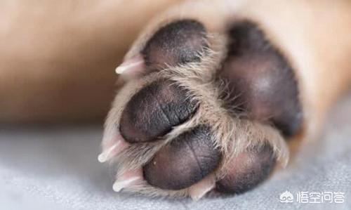 头条问答 - 狗狗肉垫受伤,走路瘸,狗脚底黑色肉垫磨破了怎么办呢?