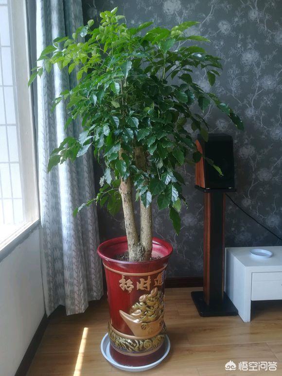 树锦鸡儿植株变黑:家里绿箩叶子茎部呈现黑褐色是什么原因？