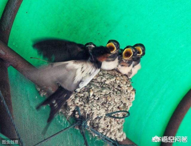 燕子美人会跳缸吗:大家认为草缸哪种鱼最好看？