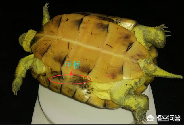 巴西彩龟甲鱼:甲鱼是乌龟吗？有什么区别？