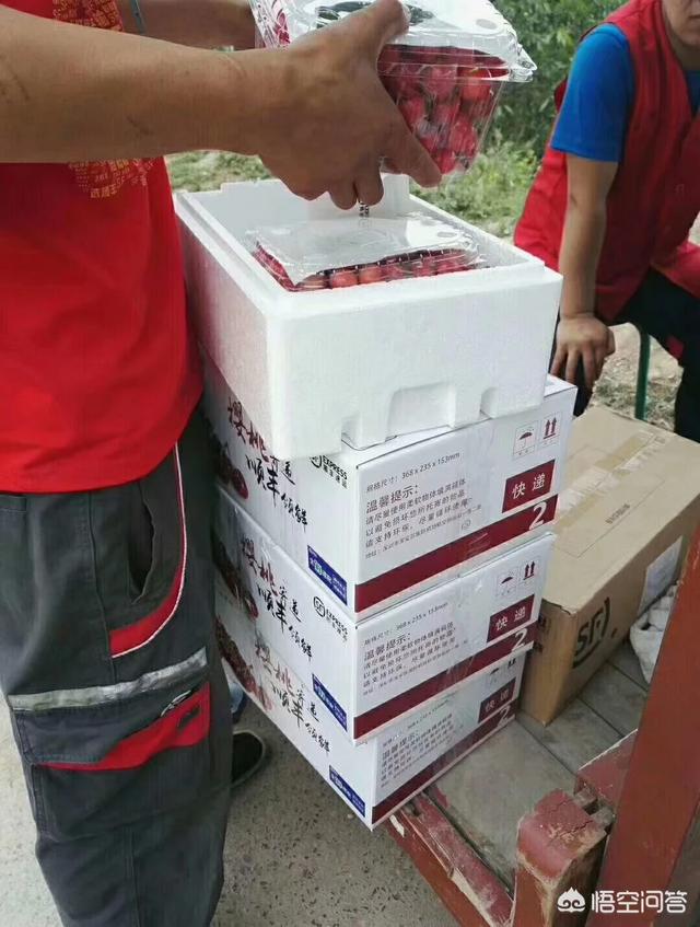 白鹿原樱桃(白鹿原樱桃谷)