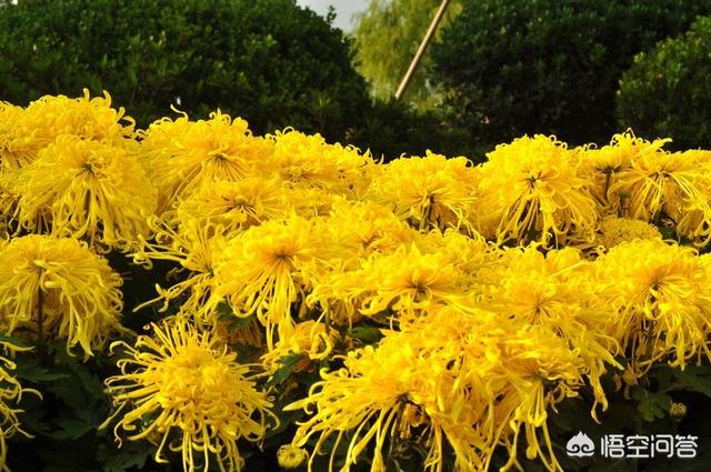 你认为描写花最霸气的一句诗是什么？